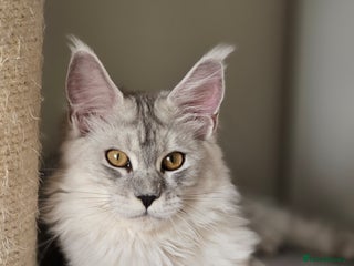 Maine Coon cats - Advert 16