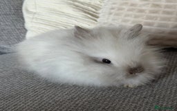 Lionhead rabbits for sale: Lion head  8weeks old  in Swadlincote - Image 9