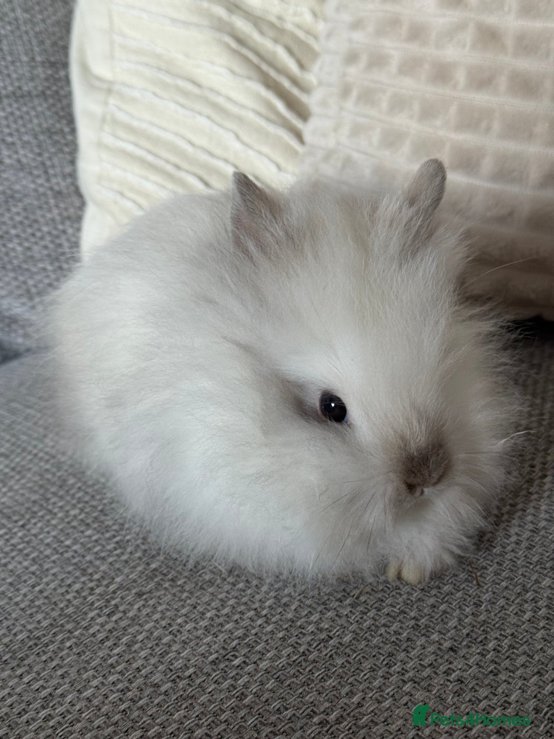 Lionhead rabbits for sale: Lion head  8weeks old  in Swadlincote - Image 9