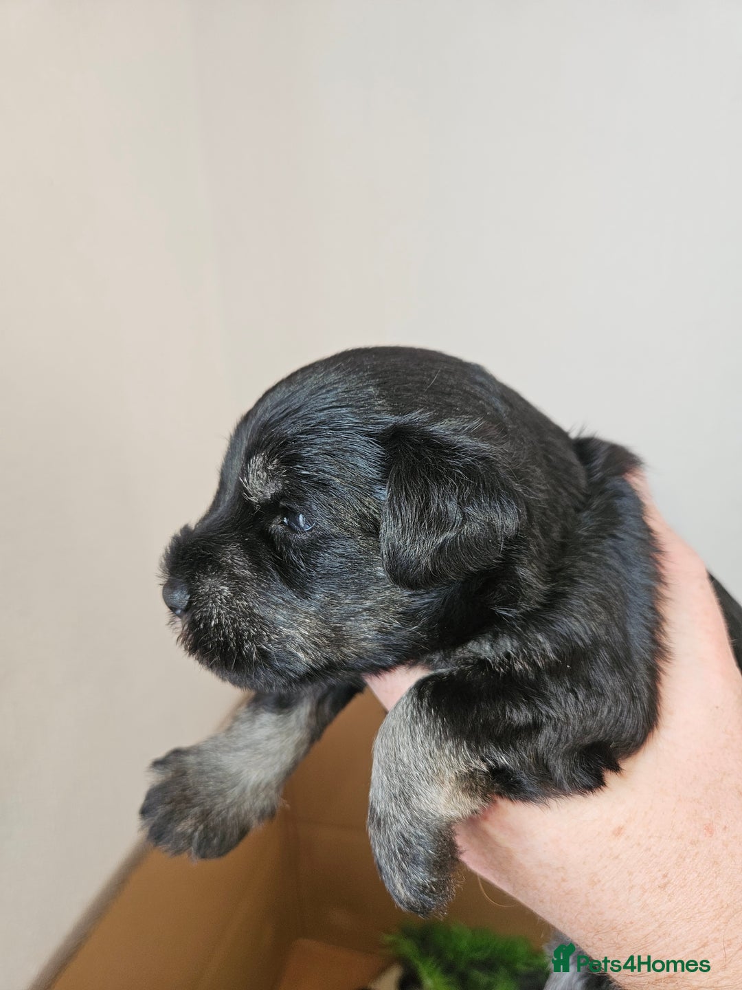 Miniature Schnauzer dogs for sale: Miniature schnauzer's due, KC, Mac, low COI - Image 32