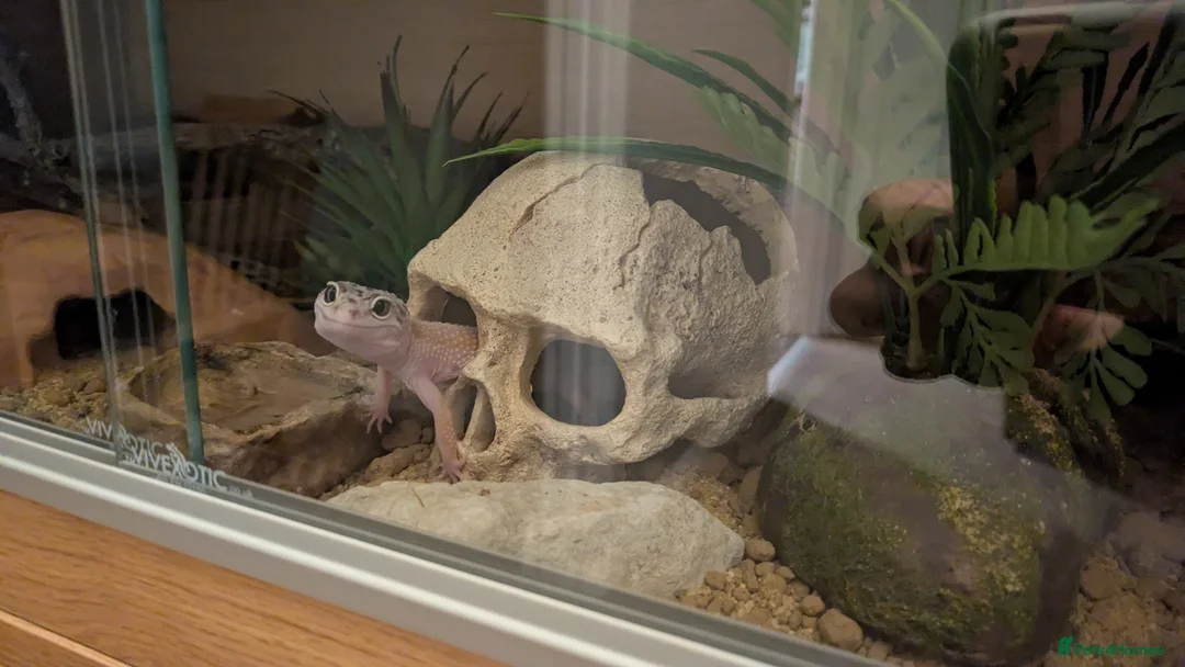 Leopard Gecko reptiles for sale: Leopard gecko 🦎 & vivarium  in Chippenham - Advert 3