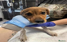 Mixed Breed dogs for adoption: 🥞Pancake🥞is looking for her forever home!  - Image 12