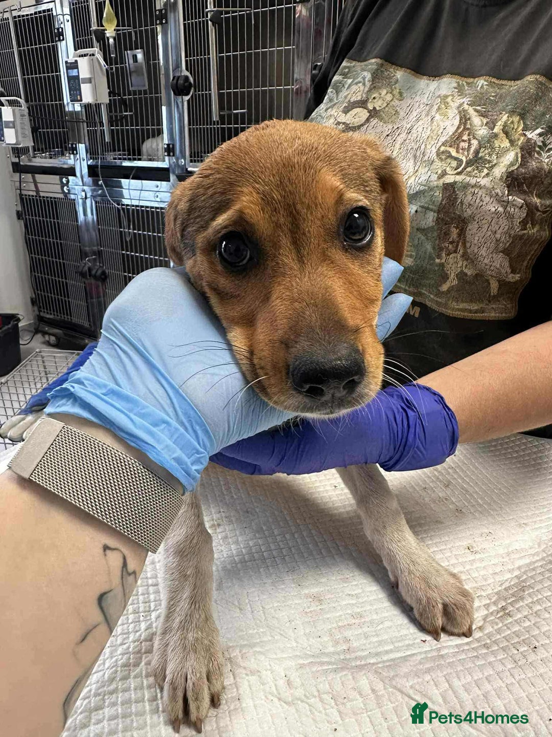 Mixed Breed dogs for adoption: 🥞Pancake🥞is looking for her forever home!  - Image 12