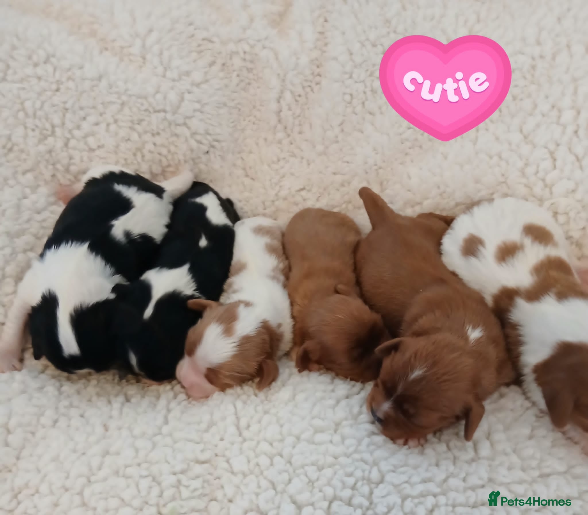 Cavalier King Charles Spaniel dogs Health tested Cavalier King Charles  - Advert 7