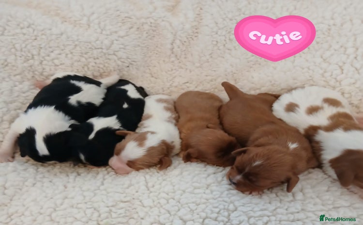Cavalier King Charles Spaniel dogs Health tested Cavalier King Charles  - Advert 3