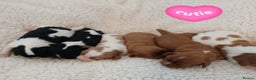 Cavalier King Charles Spaniel dogs for sale: Health tested Cavalier King Charles  - Advert 1