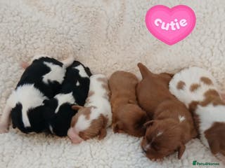 Cavalier King Charles Spaniel dogs Health tested Cavalier King Charles - Advert 17