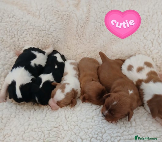 Cavalier King Charles Spaniel dogs Health tested Cavalier King Charles - Advert 3
