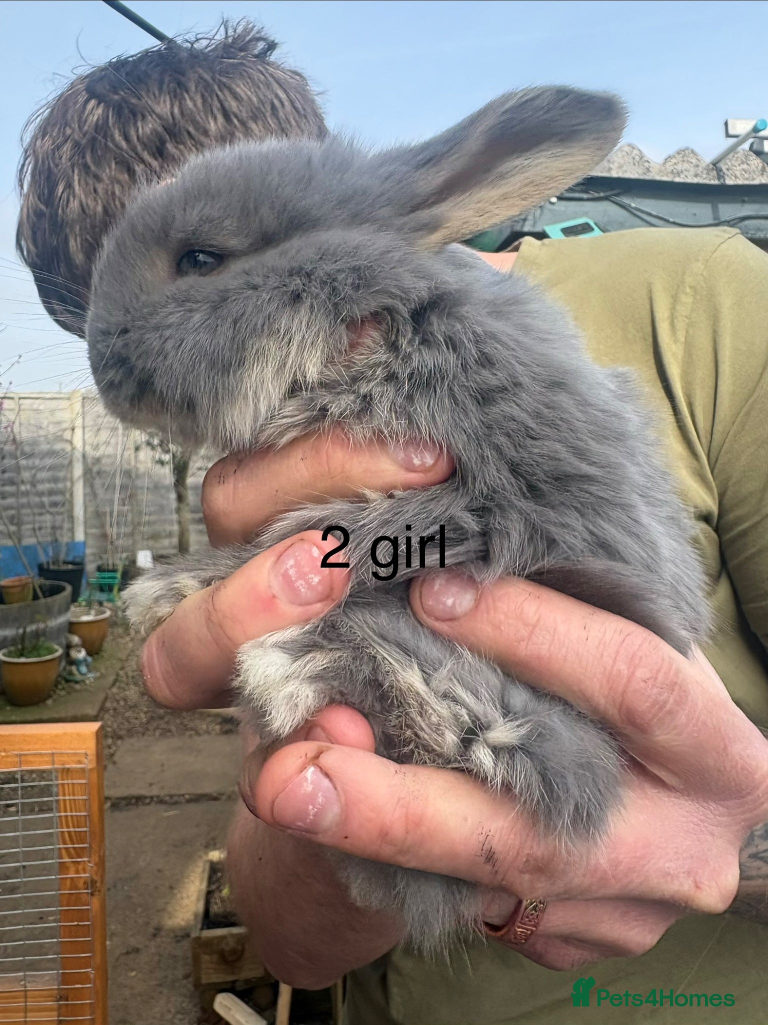 French Lop rabbits French lops - Advert 19