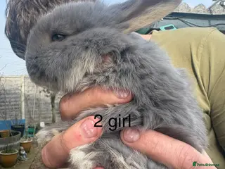 French Lop rabbits French lops - Advert 19