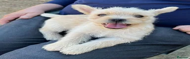 Cairn Terrier 1