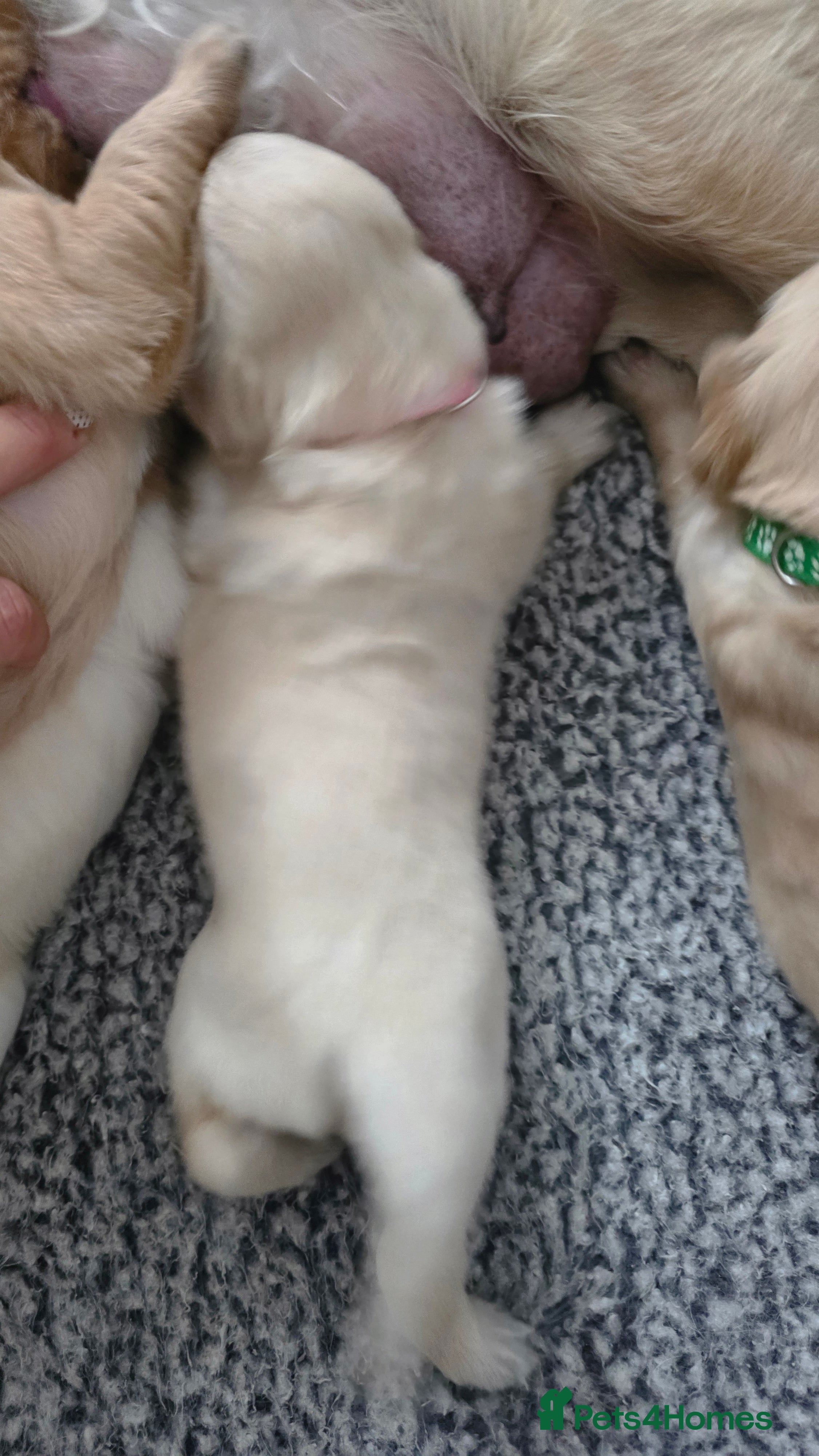 Golden Retriever dogs 🐶 Beautiful golden retriever puppies 🐶  - Advert 2