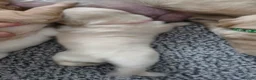 Golden Retriever dogs for sale: 🐶 Beautiful golden retriever puppies 🐶  - Advert 2