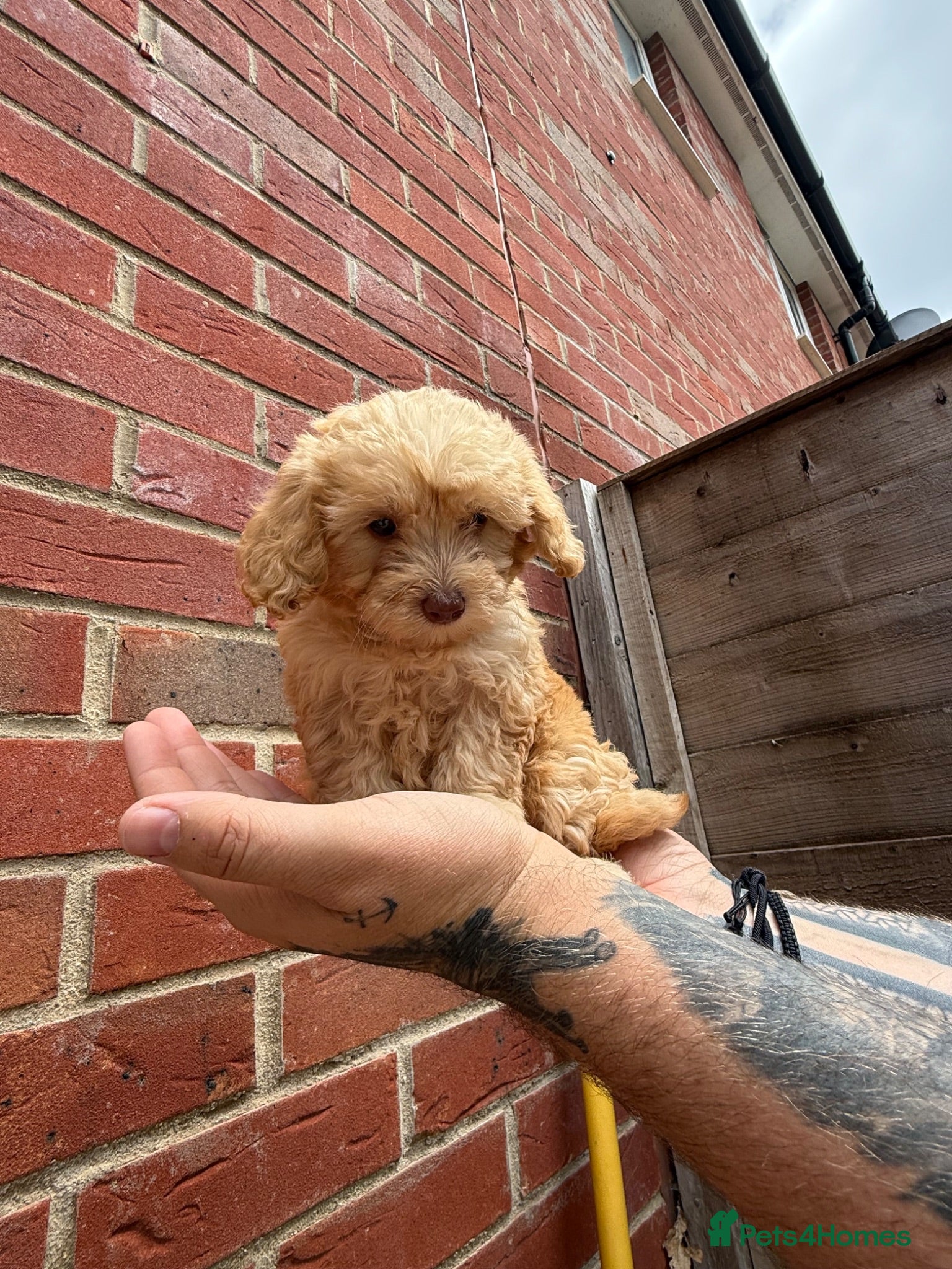 Cockapoo dogs  READY MONDAY!! Miniature F1B cockapoos - Advert 2