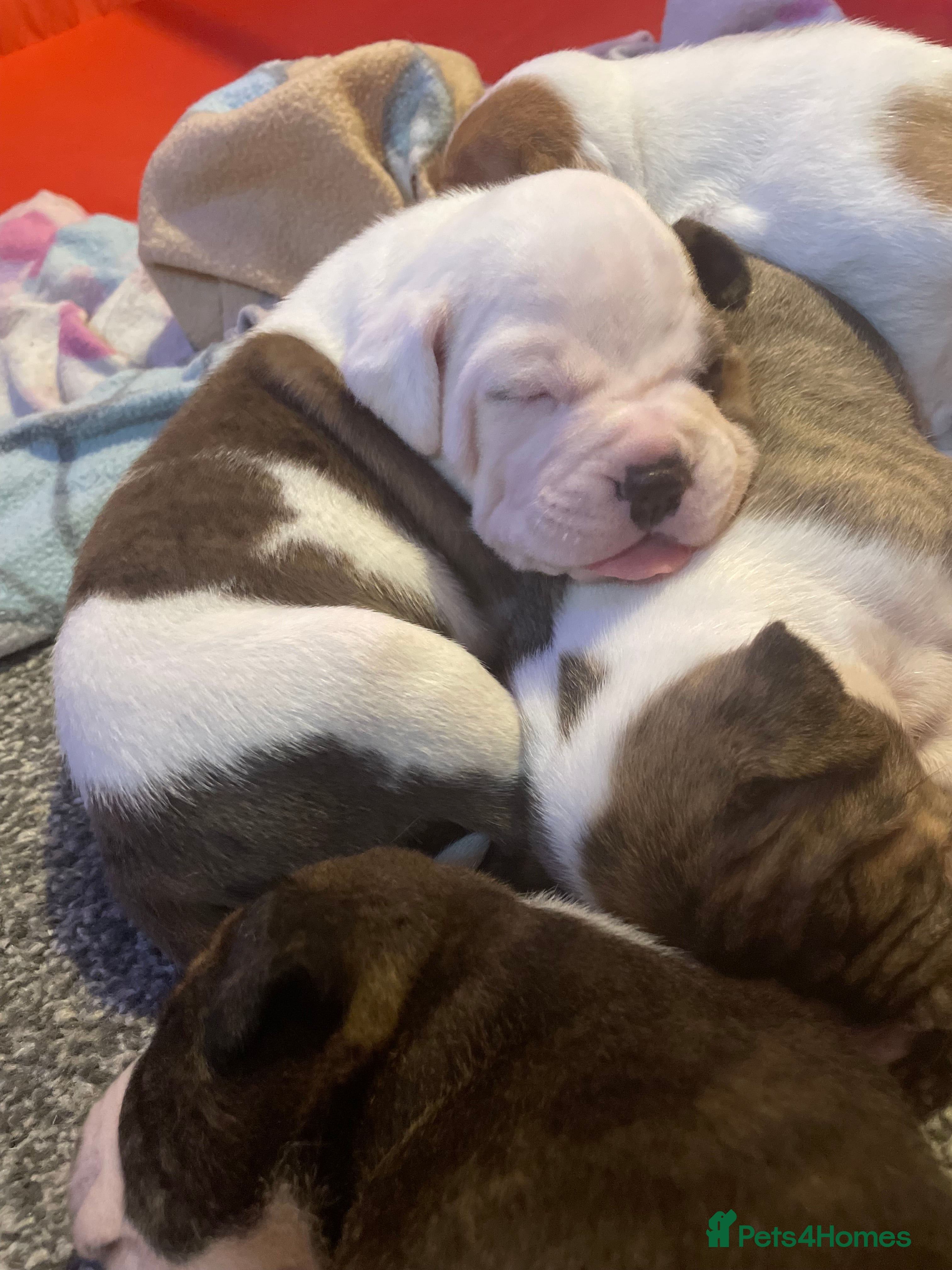 Mixed Breed dogs Male American Bulldog cross Staffordshire pup - Advert 2