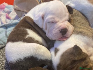 Mixed Breed dogs Male American Bulldog cross Staffordshire pup - Advert 17