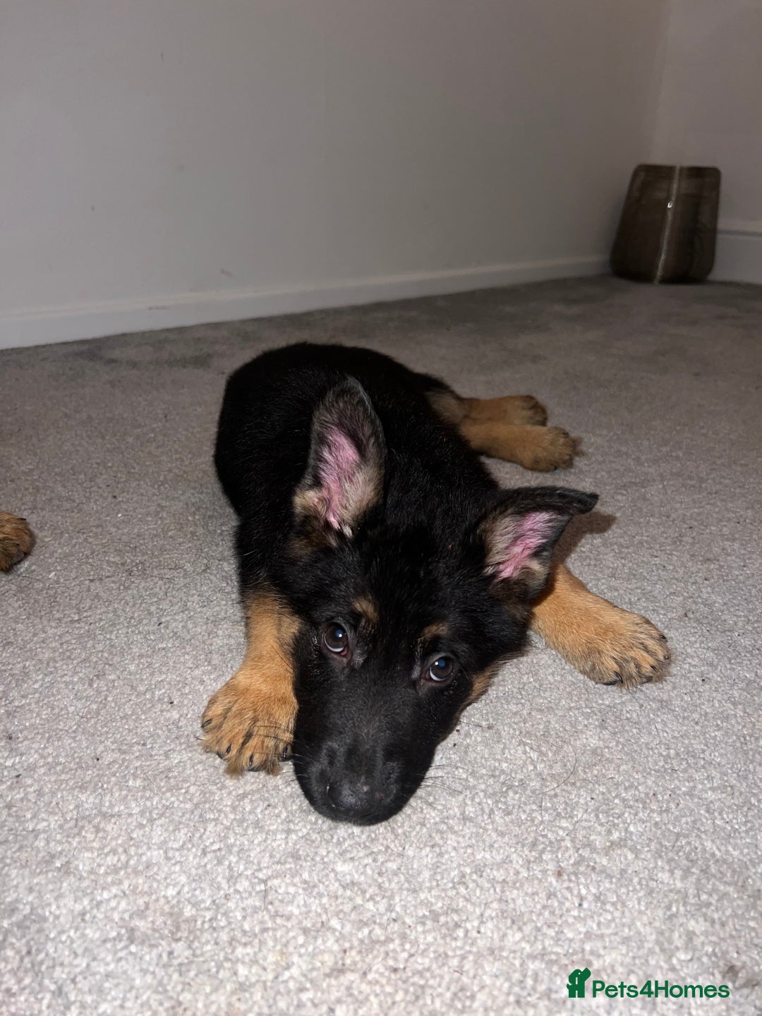 German Shepherd dogs for sale: German Shepherd puppies for sale - Advert 7