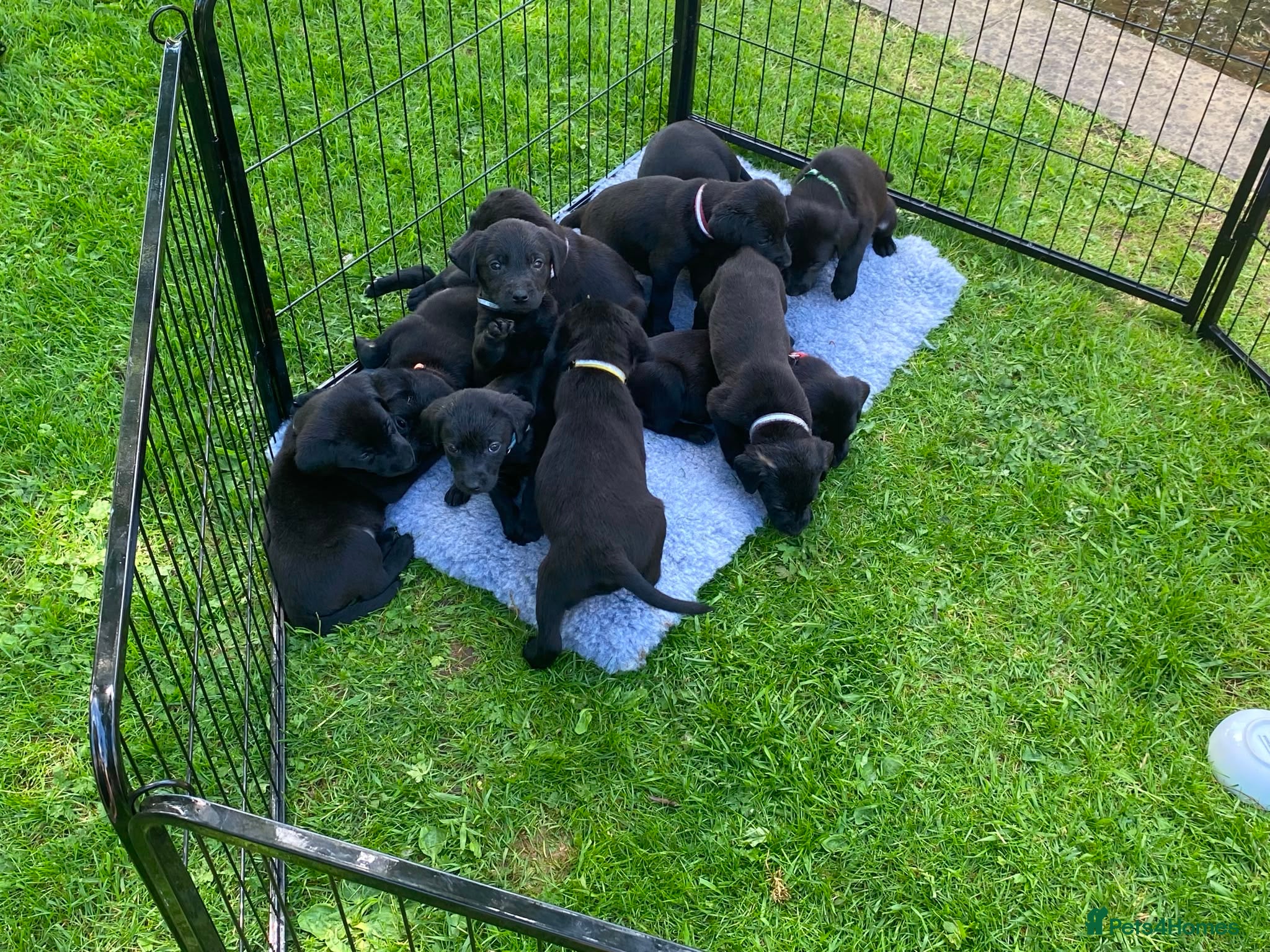 Labrador Retriever dogs Drakeshead pedigree working dogs   - Advert 12