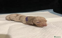 Dachshund dogs for sale:    🌈 Stunning Dachshund puppies 🌈  - Image 15