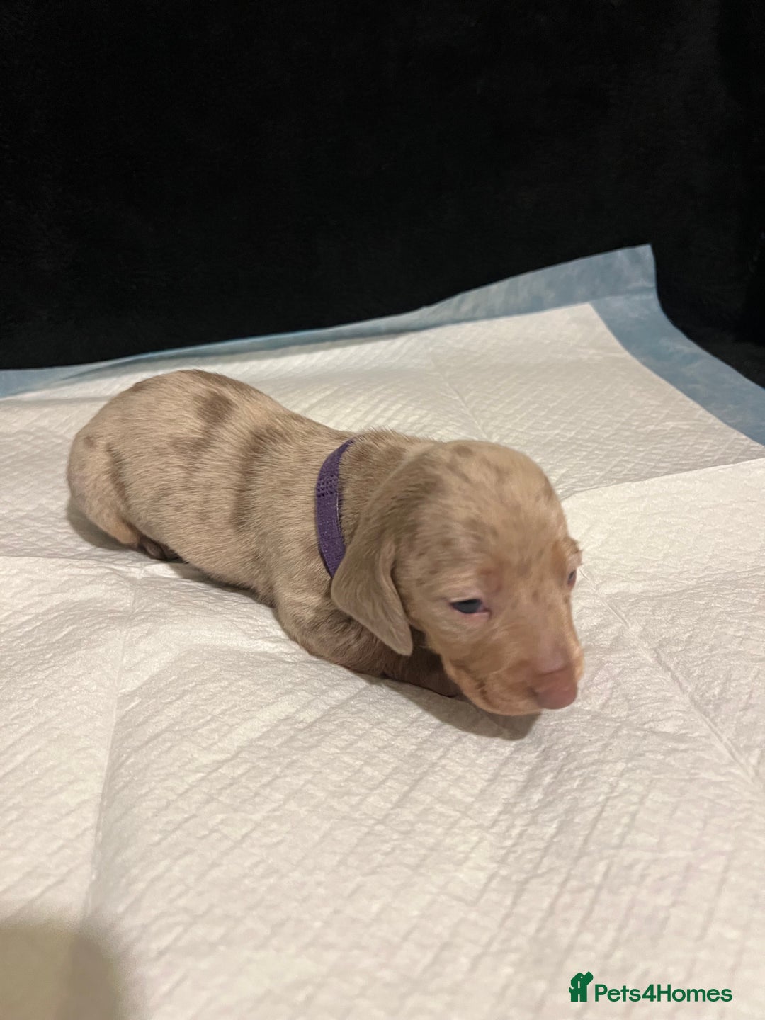 Dachshund dogs for sale:    🌈 Stunning Dachshund puppies 🌈  - Image 15
