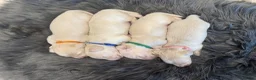 Miniature Dachshund dogs for sale: Exceptional KC Reg Miniature L/H Dachshund Puppies - Advert 8