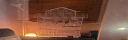 Budgerigars birds for sale: 2 male budgies and cage for sale in Warrington - Advert 2