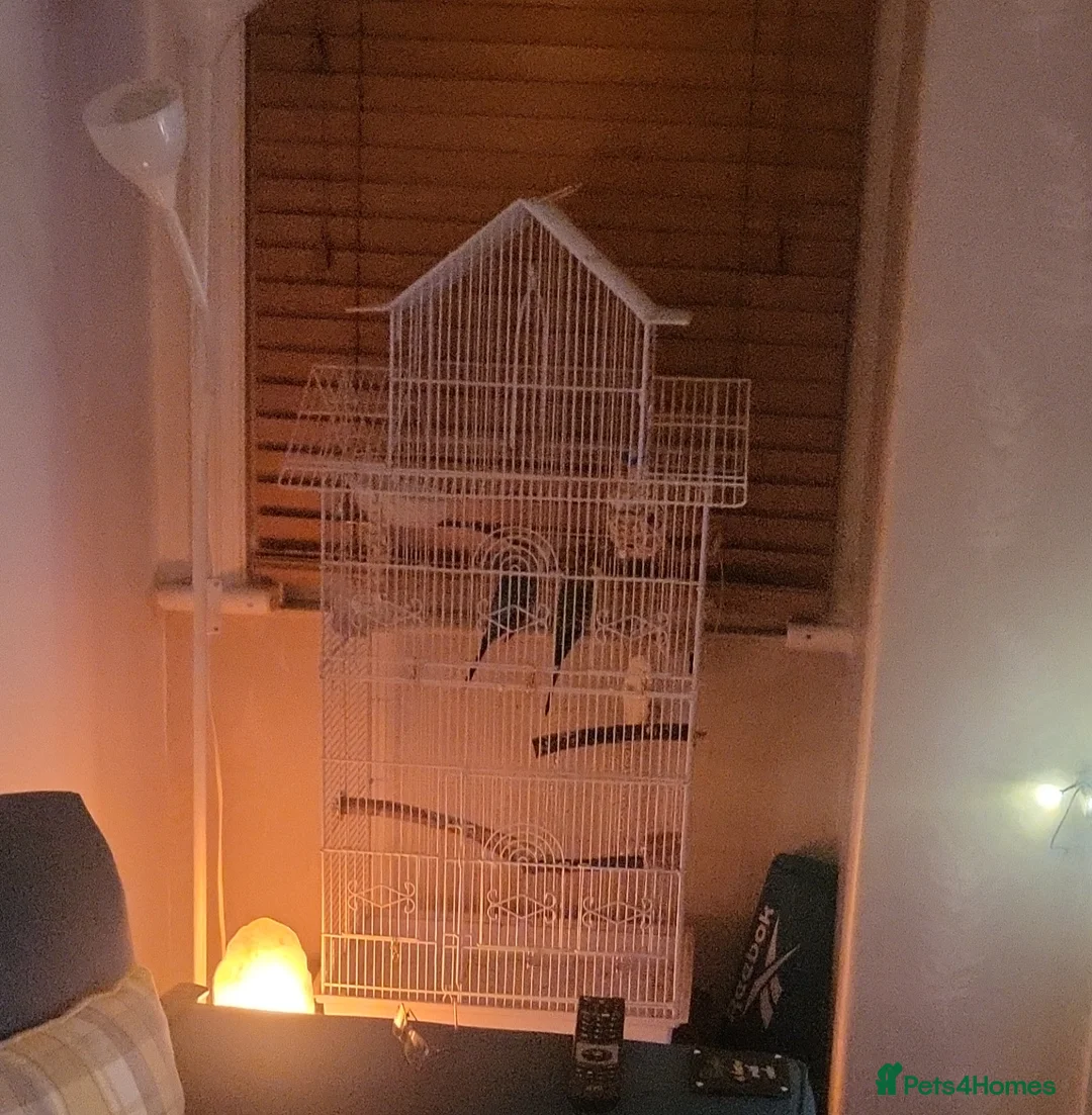 Budgerigars birds for sale: 2 male budgies and cage for sale in Warrington - Advert 2