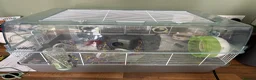 Hamster rodents for sale: Roborovski dwarf hamster - Advert 3