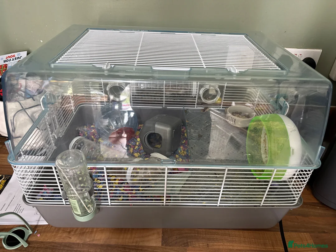 Hamster rodents for sale: Roborovski dwarf hamster - Advert 3