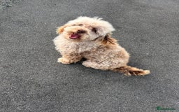 Cockapoo dogs for sale: F2 cockapoo  - Image 1