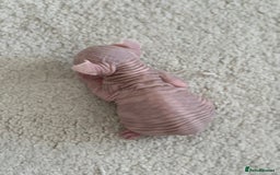 Sphynx cats for sale: Pedigree Sphynx Kitten in Bedford - Image 11