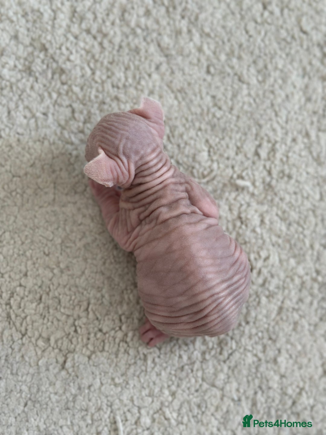 Sphynx cats for sale: Pedigree Sphynx Kitten in Bedford - Image 11