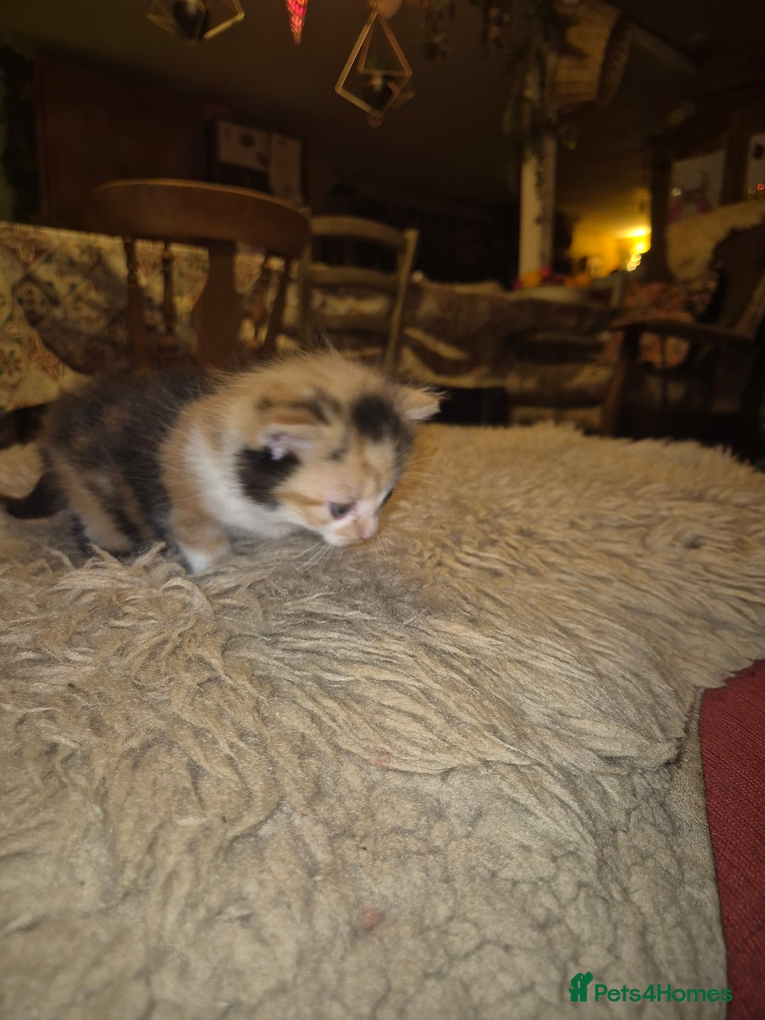 Mixed Breed cats for sale: Beautiful mix breed letter - Advert 8