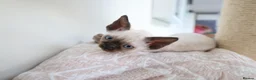 Devon Rex cats for sale: Devon rex kittens neutered  included in the price - Advert 8