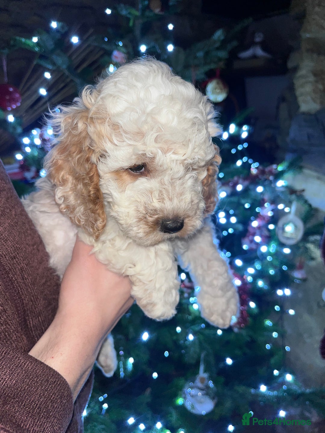 Australian Labradoodle dogs for sale: Gorgeous Australian Labradoodle Puppies  - Advert 5