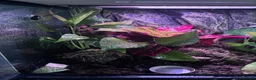 Frog reptiles for sale: Breeding pair of vittatus dart frogs with setup  in Barnsley - Advert 3