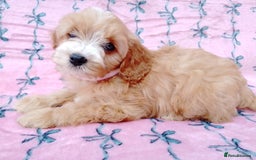 Cavapoo dogs for sale: Exceptional cavapoo puppies  - Image 1