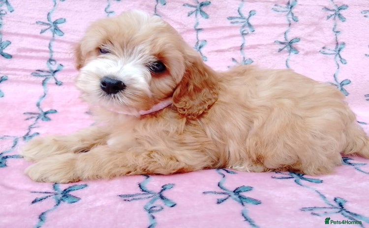 Cavapoo dogs - Advert 13
