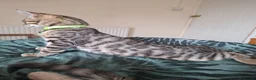Mixed Breed cats for sale: 4 boys,XL Bengal × Maine Coon  - Advert 25