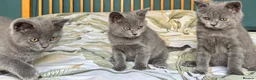 British Shorthair cats for sale: Beautiful British Shorthair kittens  - Advert 5