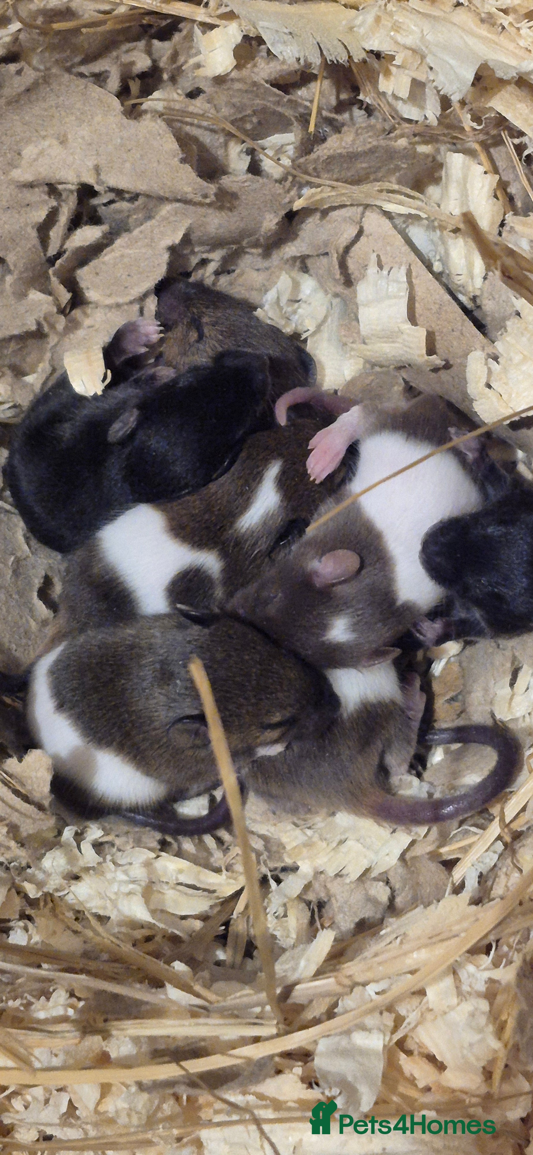 Mouse rodents Male Mice - Advert 11