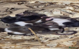 Mouse rodents for sale: Male Mice - Image 1