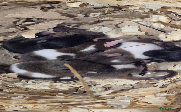 Mouse rodents - Advert 2