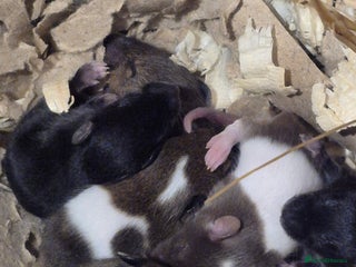 Mouse rodents for sale - Advert 1