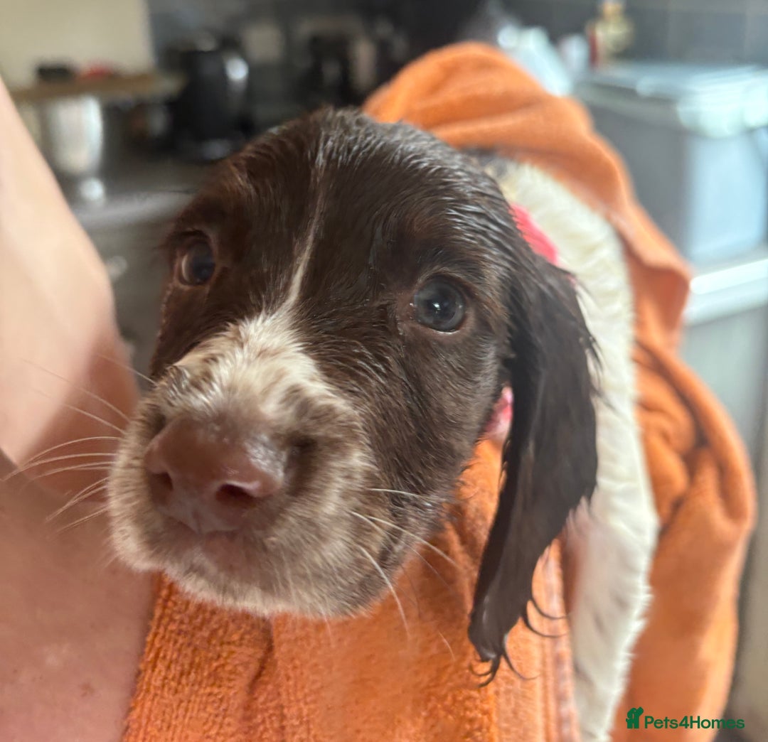 English Springer Spaniel dogs for sale: KC Registered English Springer Spaniel Puppies - Image 17