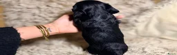 Miniature Dachshund dogs for sale: KC Longhaired Cream Miniature Dachshund Puppies - Advert 39