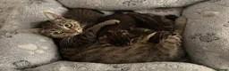 Mixed Breed cats for sale: Beautiful kittens  in Ipswich - Advert 29