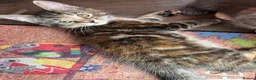 Maine Coon cats for sale: Beautiful Half Maine coon kittens  - Advert 17