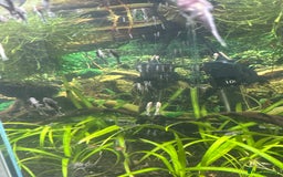 Plecos fish for sale: Plecos for sale - Image 1