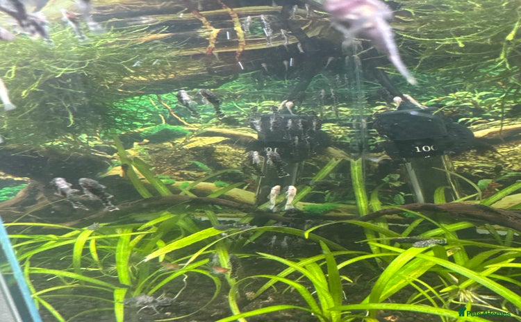 Plecos fish - Advert 1